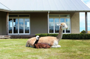 Гостиница Gallin Farm Alpacas and Farmstay  Мастертон